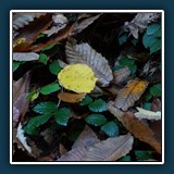 Erik Lüddecke - Herbst
  Sony NEX 7, ohne
  1/500 sec.,  ISO 3200,  -0,7 EV