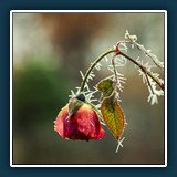 Dieter Schuhmann - Winterrose
  ohne, ohne
  ohne
  