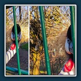 Ernst Weiss - Pech gehabt (Original und Nachbearbeitung)
  Xiaomi 10 Plus, 10.4-37.1 mm f/1.8-4.9
  1/310 sec., f 1.8, ISO 50,  Brennweite 4.71 mm (35 mm Äquivalent ~ 26 mm)
  