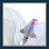 Bernd B - 
  Canon EOS R5, EF180mm f/3.5L Macro USM
  0,30 sec., f 11, ISO 200, Brennweite  180 mm
  