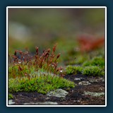 Dieter Schuhmann - Moosblüte
  NIKON D780, VR 150mm f/2.8G
  1/250 sec., f 5, ISO 250, Brennweite  150 mm