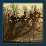 David Williams - Goldener Morgennebel (bearbeitet)
  Pixel 7 Pro, 19.0mm f/3.5
  1/370 sec., f 3.5, ISO 17,  Brennweite 19 mm (35 mm Äquivalent ~ 117 mm)