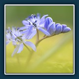 Dieter Schuhmann - Scilla bifolia