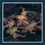 Margit Klaus - Krötengewimmel
  NIKON Z 6, 70.0-200.0 mm f/2.8
  1/2000 sec., f 6.3, ISO 400,  Brennweite 200 mm
  