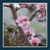 Erik Lüddecke - Mandelblüten
  SONY NEX-7
  1/640 sec.,  ISO 800,  0,7 EV
  