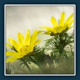 Dieter Schuhmann - Adonis vernalis