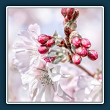 BerndB - Kirschblüten
  Canon EOS 6D, EF180mm f/3.5L Macro USM
  1/1250 sec., f 8, ISO 400, -1 EV,  Brennweite 180 mm