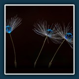 Dieter Schumann - Pappus mit blauen Tropfen
  NIKON D7200, 150.0 mm f/2.8
  2.5 sec., f 20, ISO 100,  0.67 EV, Brennweite 150 mm (35 mm Äquivalent ~ 225 mm)