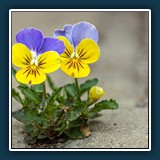 BerndB - Platz ist in der kleinsten Ritze
  Canon EOS R5, EF180mm f/3.5L Macro USM
  1/125 sec., f 8, ISO 400,  Brennweite 180 mm