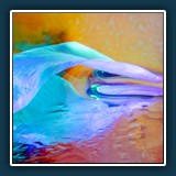 Margit Klaus - Blütenfisch
  FUJIFILM  X-T50, XF30mmF2.8 R LM WR Macro
  0,6 sec., f 18, ISO 125,  Brennweite 30 mm  (35 mm Äquivalent ~ 45 mm)