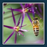 Anja Kleiner - Summ_summ-1
  SONY ILCE-7M3, FE 90mm F2.8 Macro G OSS
  1/320 sec., f 4.5, ISO 100,  Brennweite 90 mm
  