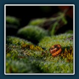 Walter Anstett - Das Ding
  OLYMPUS  E-M1MarkII, Objektiv: OLYMPUS M.12-100mm F4.0
  1/400 sec., f 5.6, ISO 200,  EV -0.7, Brennweite 100 mm  (35 mm Äquivalent ~ 200 mm)
  