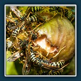 Hans Kirsch - Teilhabe
  NIKON D300S, Tokina AT-X M100 PRO D 100mm F2.8 MACRO
  1/60 sec., f 18, ISO 200, Brennweite 100 mm  (35 mm Äquivalent ~ 150 mm)
  