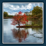 Margit Klaus - Leuchtender Baum am See
  FUJIFILM X-T5, XF50-140mmF2.8 R LM OIS WR
  1/320 sec., f 5.6, ISO 200,  Brennweite 71.5 mm  (35 mm Äquivalent ~ 107 mm)
  
