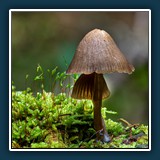 Dieter Schuhmann
  NIKON D780, VR 105mm f/2.8G
  0,17 sec., f 8, ISO 100,  -0.33 EV, Brennweite105 mm
  